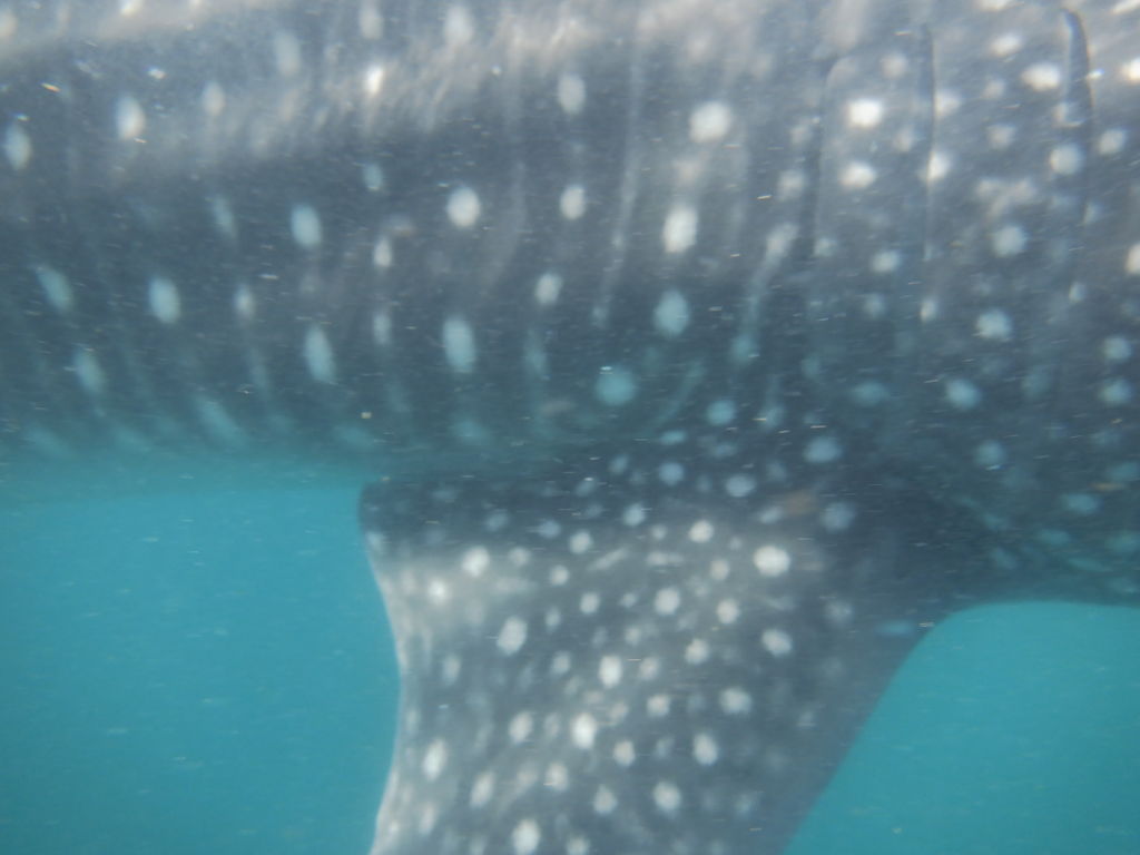 fcaabf24-a2a7-4444-9e38-f8c36368f3a8