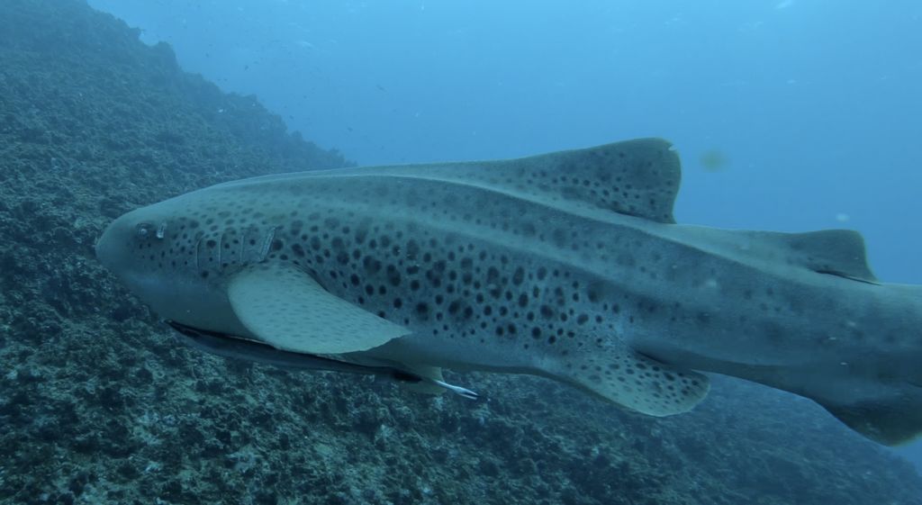 3a03e2b6-53c8-4303-bb98-ca003dfd0692