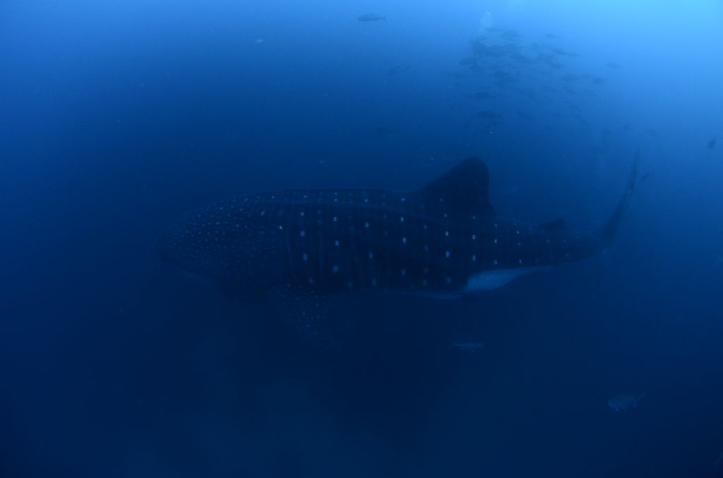 29c90089-d9b1-4eb0-bde3-ff622c1fb2c2