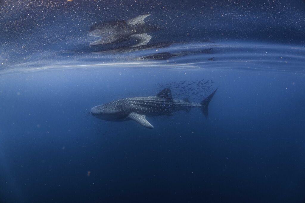 ee5d0f58-b584-41ea-b046-90126ca7155e