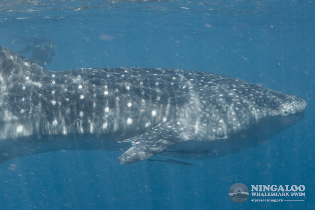 863616e6-2521-4e14-9cc5-559b7d1873bb