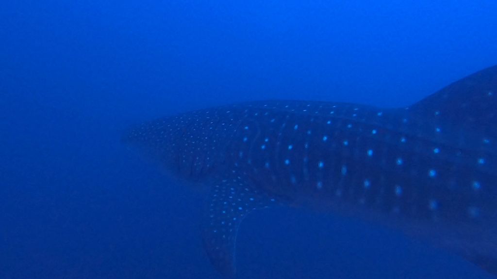 defaacfb-cca9-4977-af3d-fc8de6224f8d