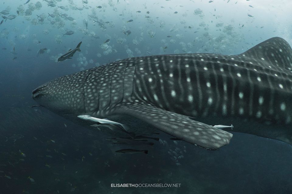 40c178b3-aaea-49ec-879a-8c9675224c02