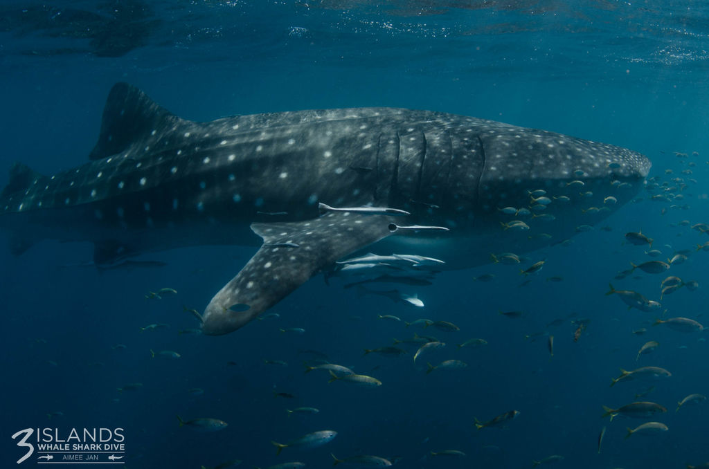 c0506683-4567-43ac-8822-8c1cf2af7c91