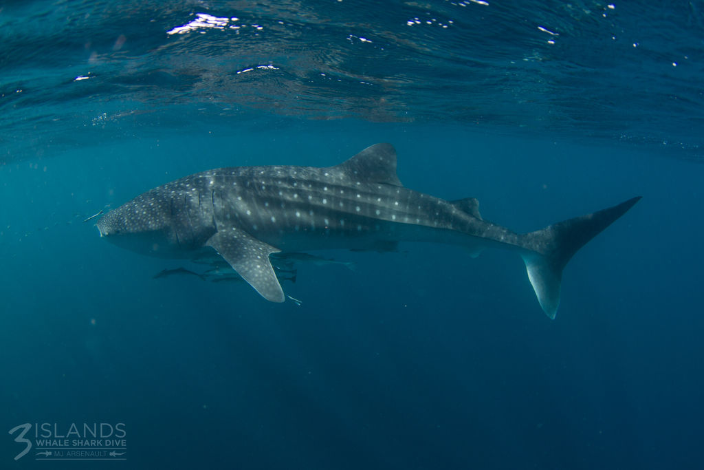 1551a82c-4ceb-4aec-8c0f-d5ee2837cc71