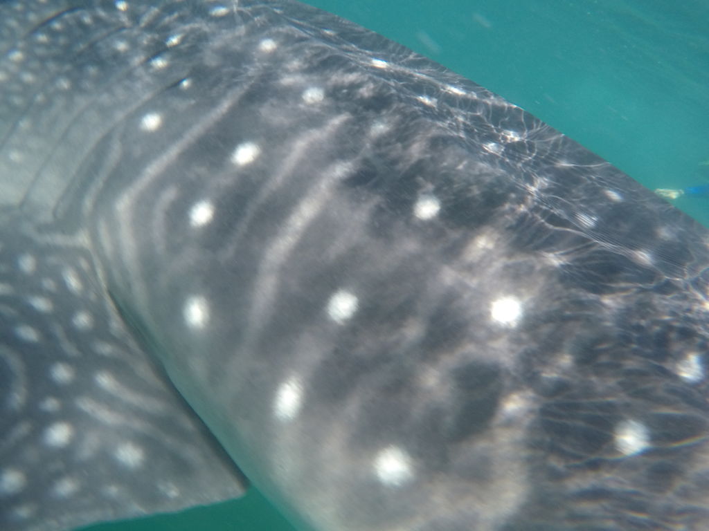 29de3339-1c95-4d72-928d-8c988e94f31c