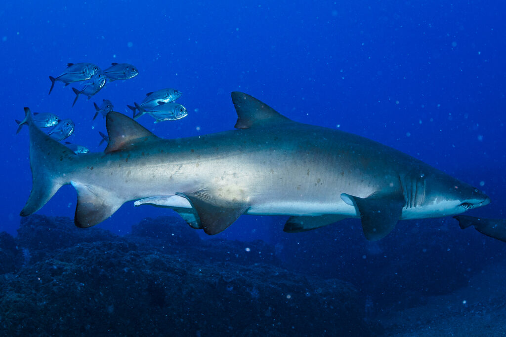 7bac21ad-3504-4bb3-8ade-5f5d34705750