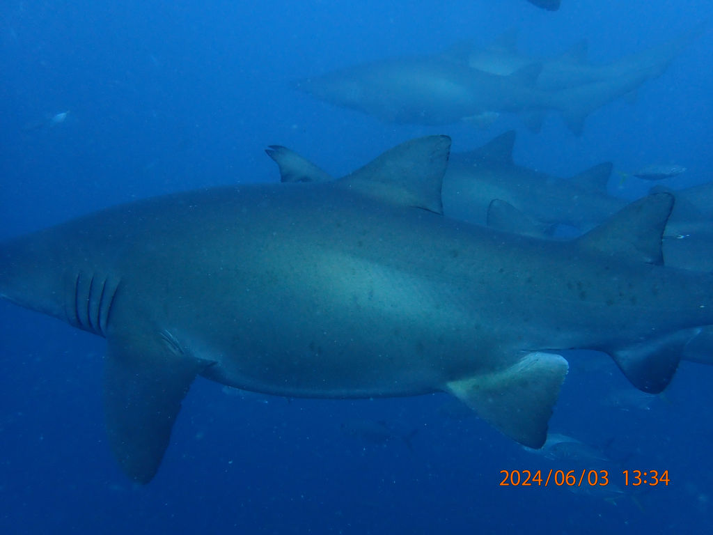 9f99e7ca-e61c-4e15-b313-08d1440d74c4