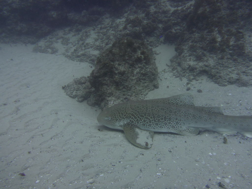 02da0b4d-3e82-4687-a51f-909fd5aa8e3c