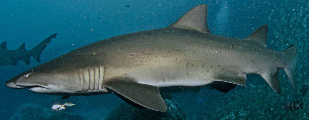 51969bcc-11e6-4e5a-a9cc-73e7e6afacdd