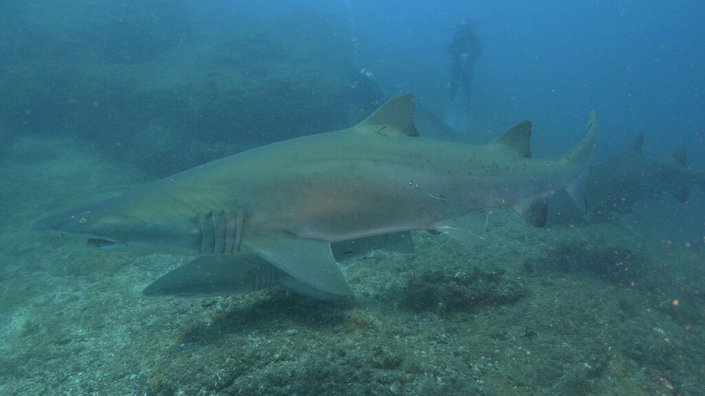 5cc6f5ef-5413-4e97-b4cf-6f9797fab1b7