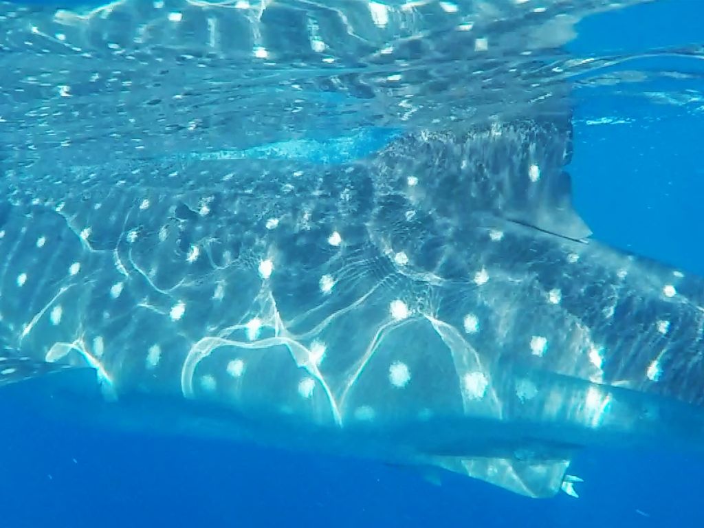 a2e3a6d3-0194-4a8e-a943-27cfb6ba3718