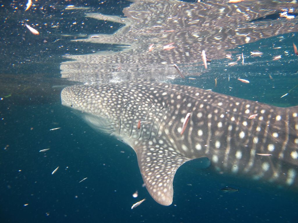 f390ee81-a784-4c56-8c6b-84a72bac6ad4