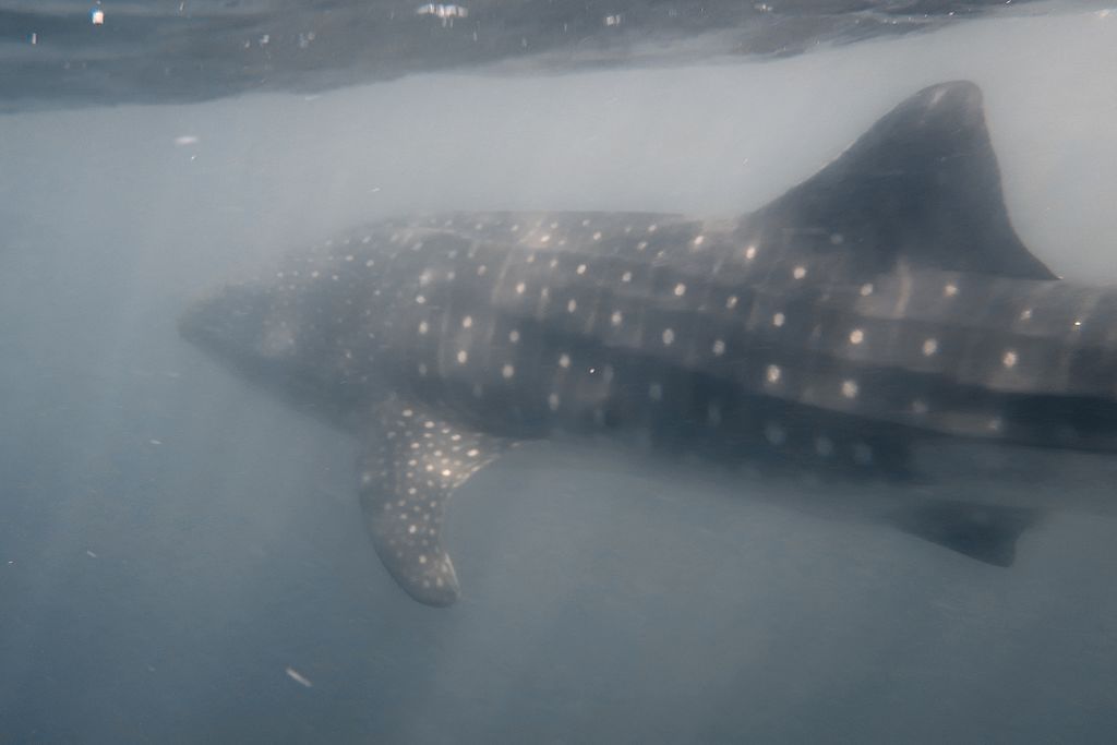 a2a1f6e7-9ab0-4d0e-b925-1b2e66a086b5