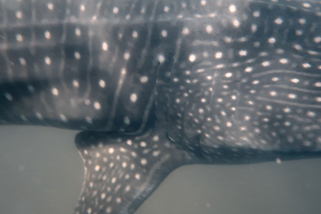 a2a1f6e7-9ab0-4d0e-b925-1b2e66a086b5