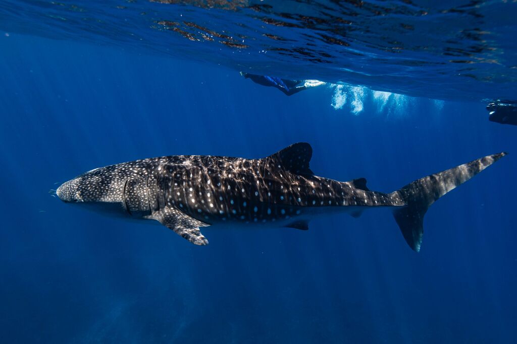 864e74ad-6b55-480a-8565-4efb6d1a29ea