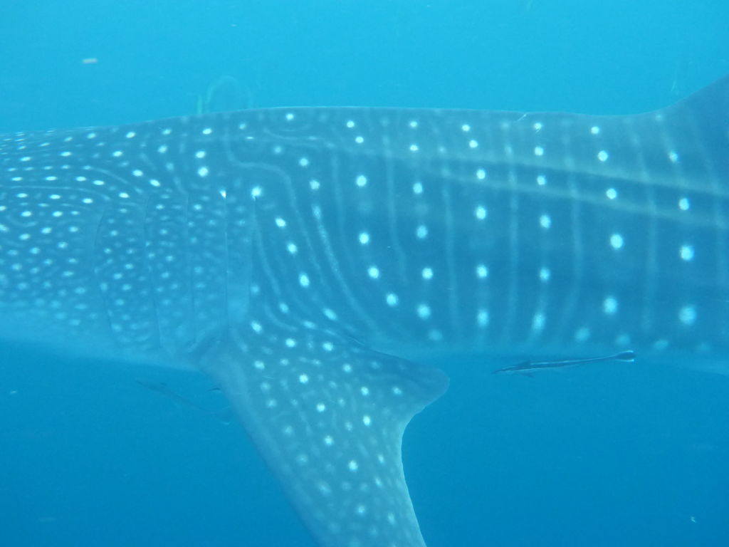 dec1033c-15ae-4354-9761-736af41e2412