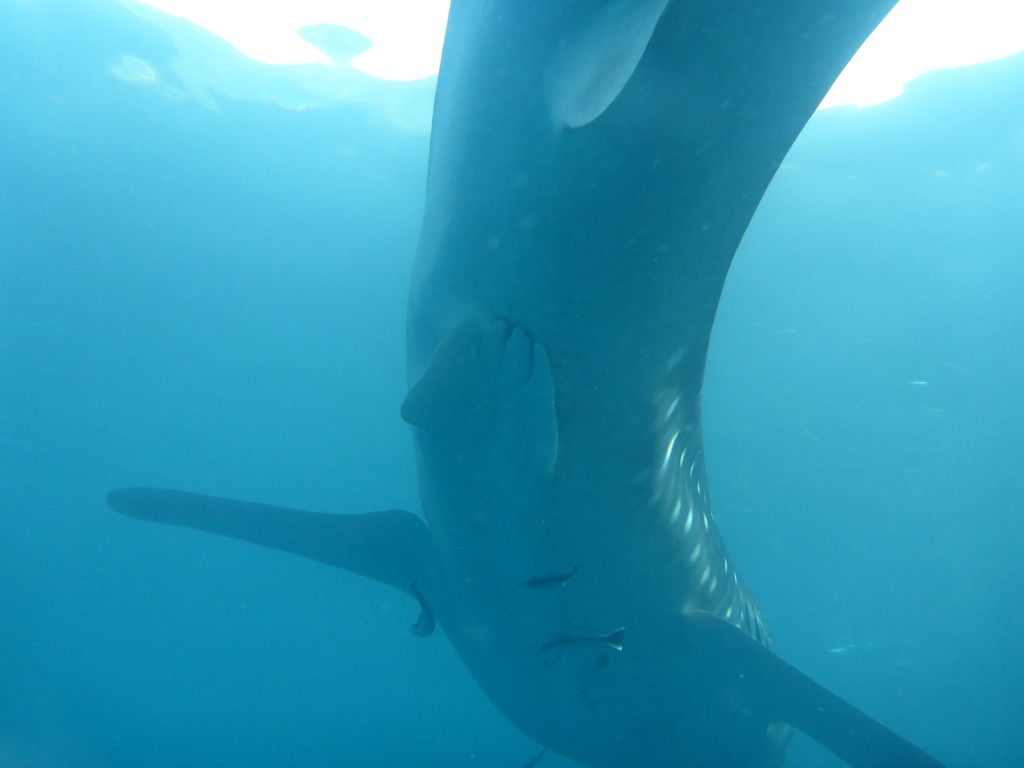 dec1033c-15ae-4354-9761-736af41e2412