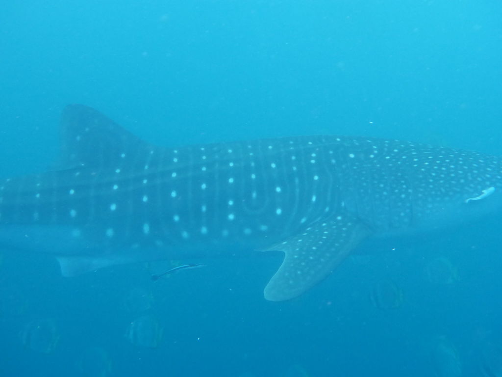 dec1033c-15ae-4354-9761-736af41e2412