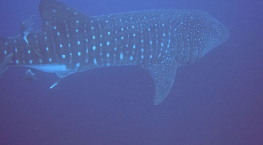 fc52fbf0-fba5-449d-82bd-7326ab582d84