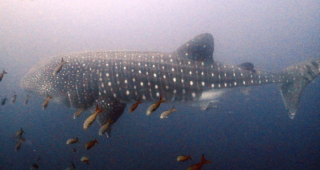 fc52fbf0-fba5-449d-82bd-7326ab582d84