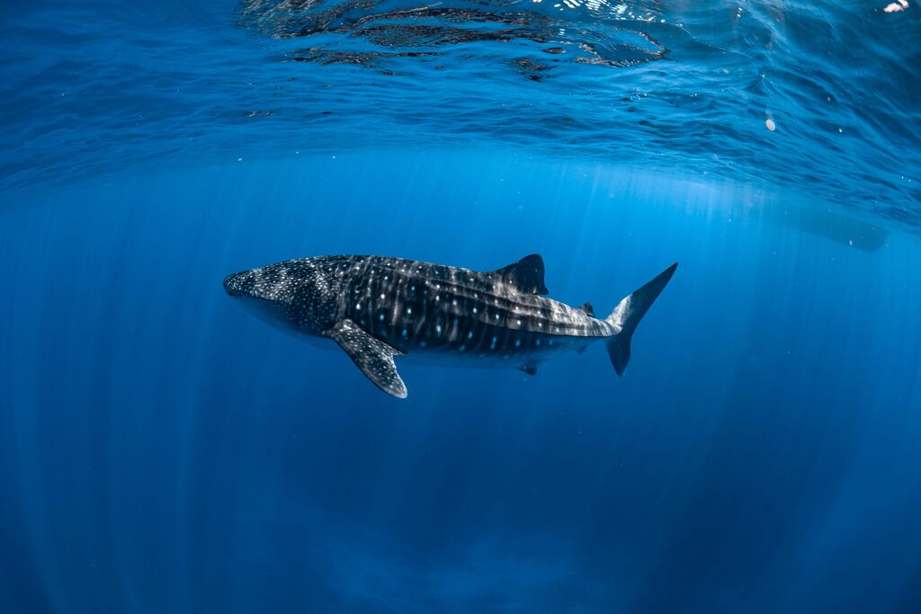 6ec8bec3-8698-4374-8b33-2c5efef6ae14