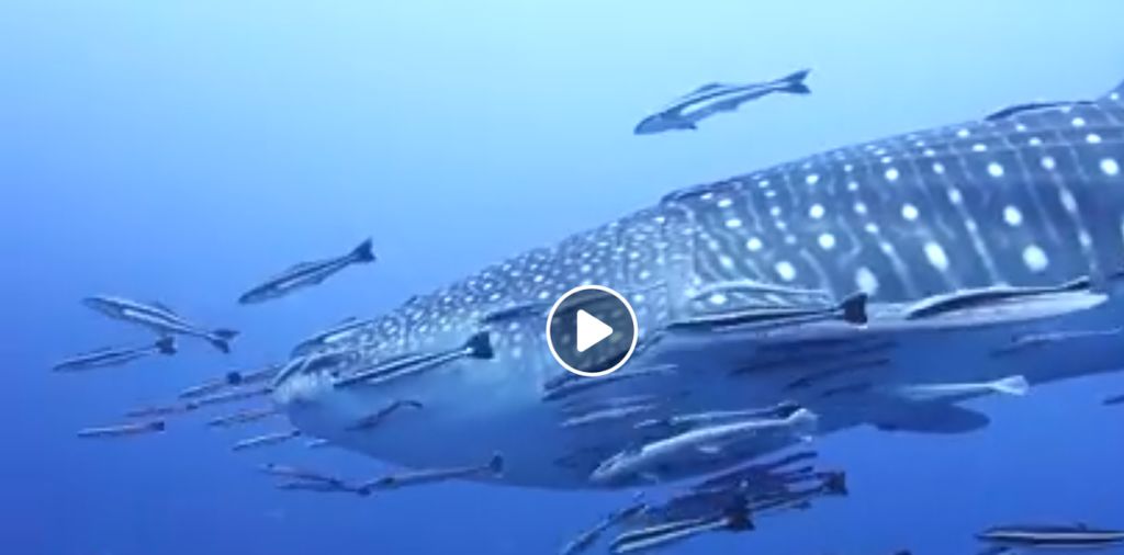 5d7240cf-0eb5-4353-aad4-be8369f4c875