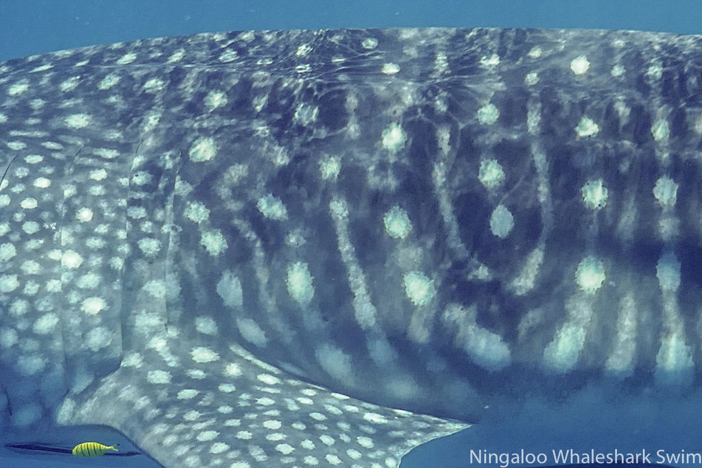 4717cde0-5c15-4bc9-af68-23d160a112dd