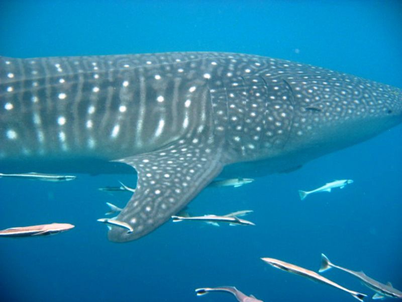 fae726a3-dc91-4148-b949-1a62e4394f8f