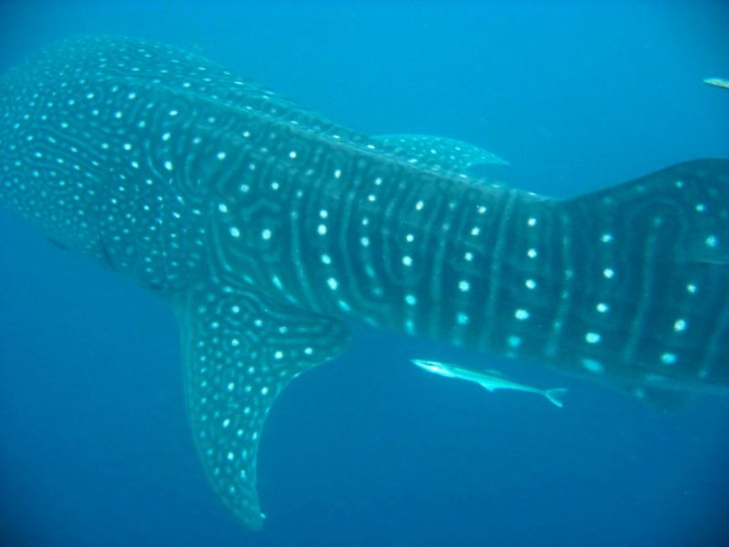 fae726a3-dc91-4148-b949-1a62e4394f8f