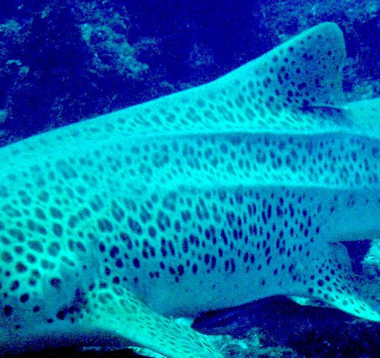 4a66f6de-ebcf-43cc-a633-f771ad9c237e