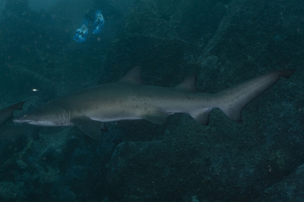 0031bd56-eca2-4a8a-b6b6-6827aefcfacc