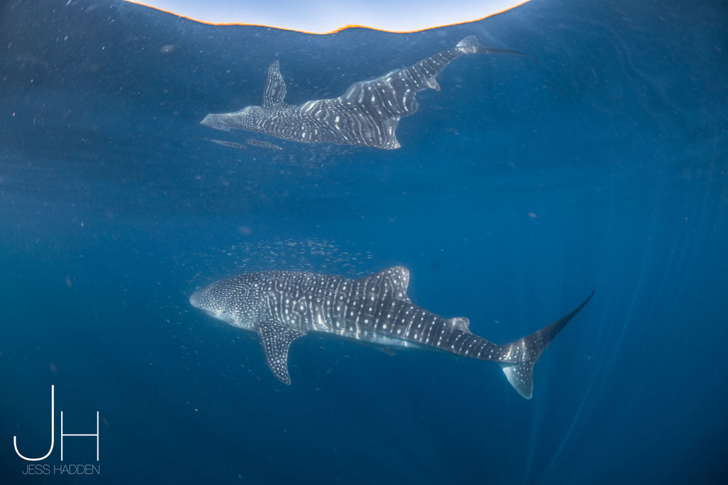 9c39cc9e-7e48-44c9-bbf6-661769628d30