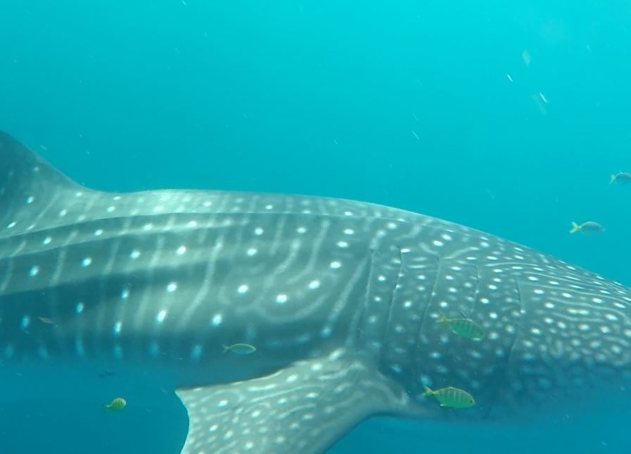 37a566d6-9a48-48fd-9c14-3b2f9ceb2a8e