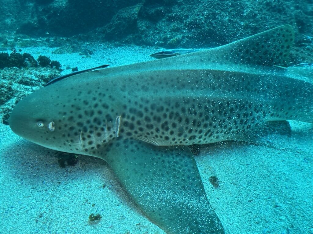 1e77c0d5-43a4-4e0f-adbe-8f5875a06363