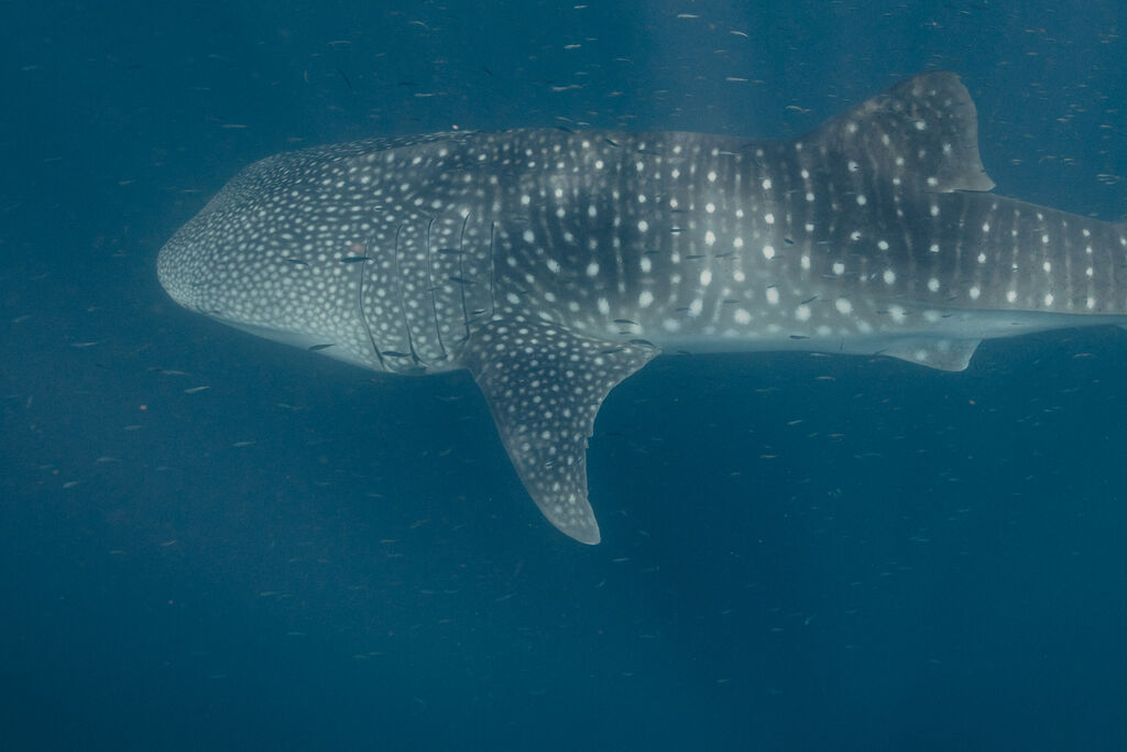 223cf800-31dc-4628-bf0c-dc4b07aeebda