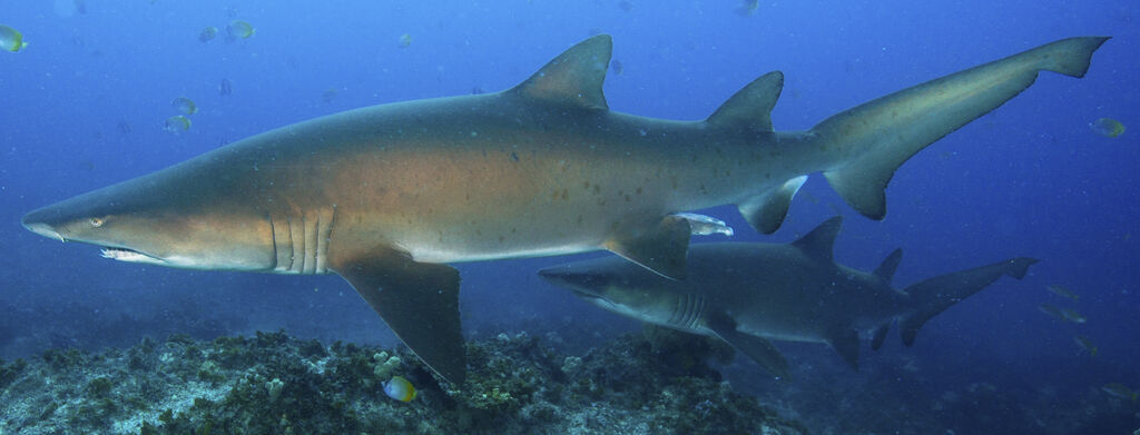 7d0bcadb-81f9-40b7-a133-cd21bc33bda0