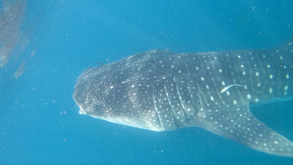 463faa3a-b9bb-4915-8bcf-d8990cbe099d