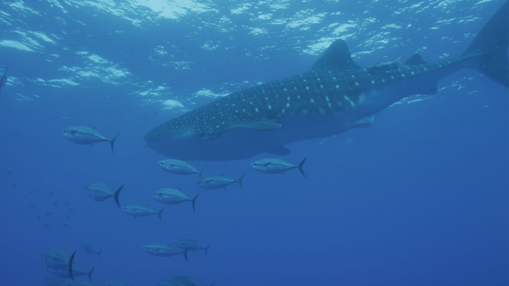 dca01e88-aaa0-42fe-b299-6eee737c285d