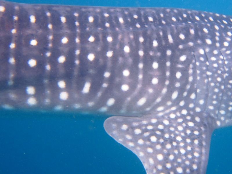 2e03ef1c-e39d-4187-9b9e-a5213a5bc786