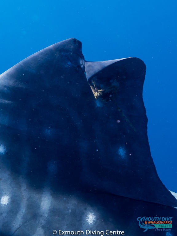 629ae84b-66e0-4669-8d94-9c25e0cd37f5