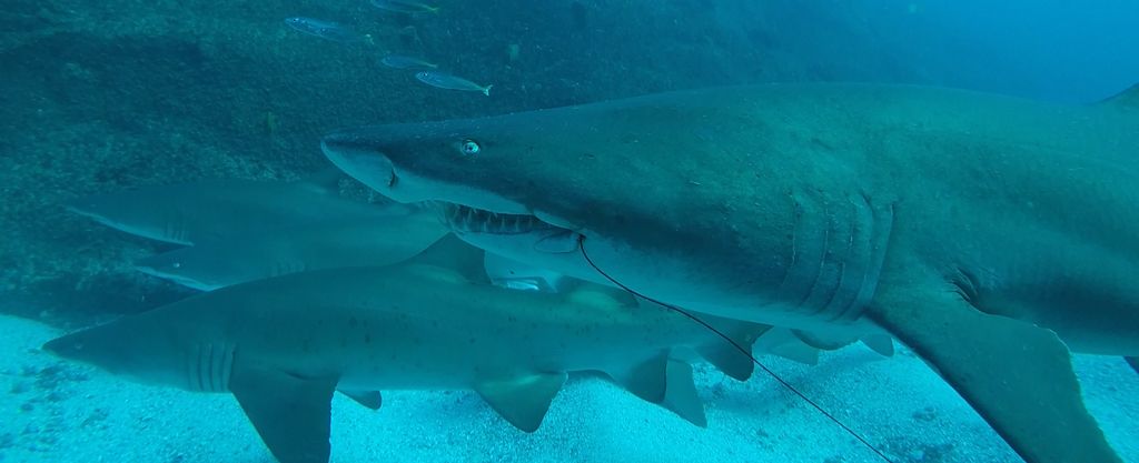 c98e45be-2c89-4488-8eae-84a7715149ac