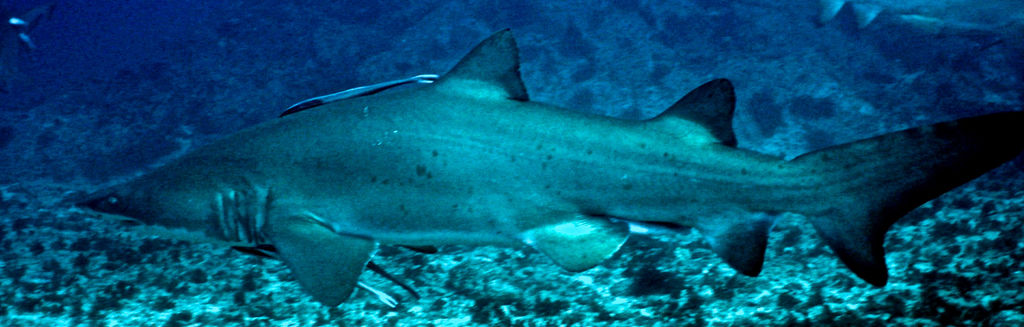 0585f36b-fe39-4dd8-a40f-09cac592010c