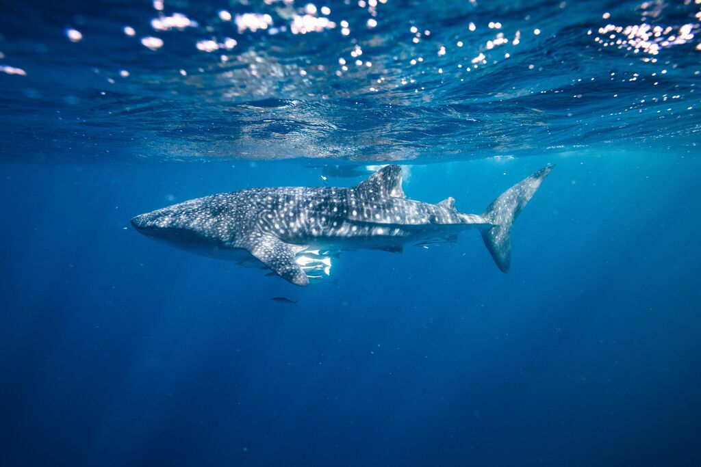 f84bdf5e-adc1-47f1-9cd7-3d33a0ca68d2