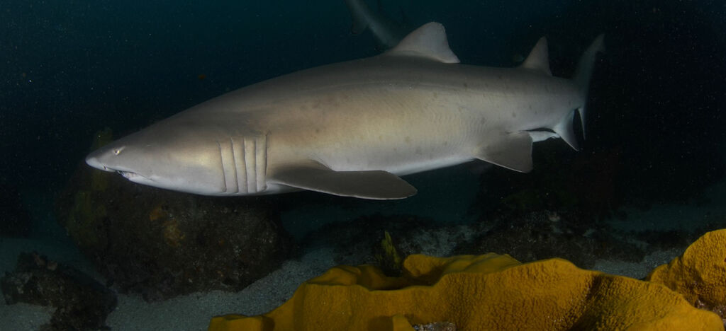 78ef8a7a-a531-496f-9d74-61da52c3797e