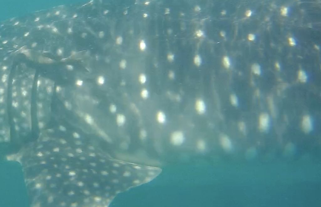 cbed03fc-41e4-4410-a799-048c76c7fa08