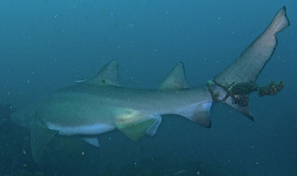 b1e31205-3da7-4787-8214-f25f9a7a28da