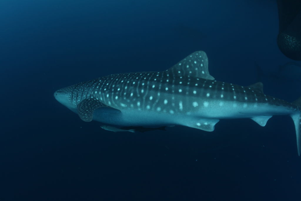 742d4923-4576-4487-8bd4-fbb44d9b1dab