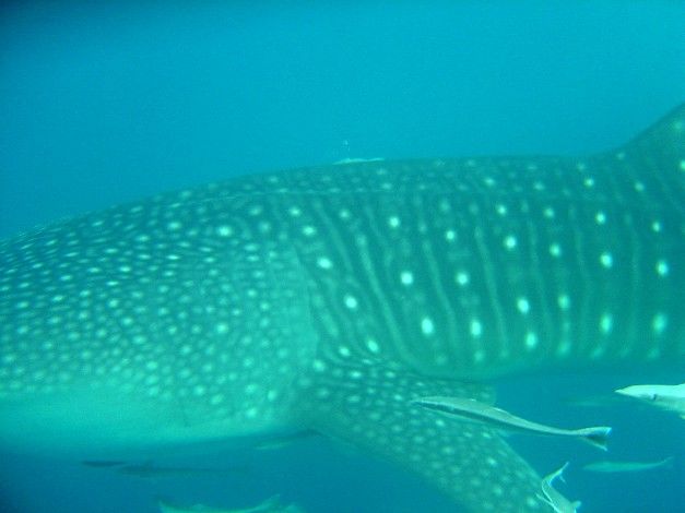 c82ca195-472c-4932-befe-cd78e9e75e91