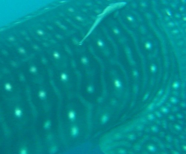 c82ca195-472c-4932-befe-cd78e9e75e91